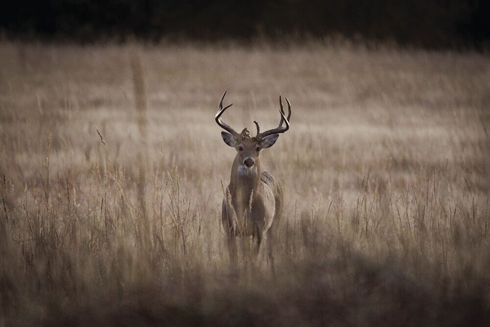Noble buck
